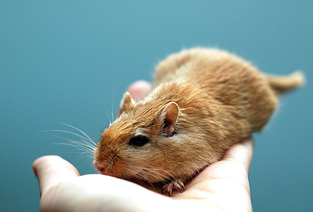 person holding brown hamster thumbnail