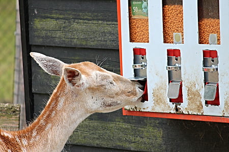 brown deer standing beside dispenser thumbnail