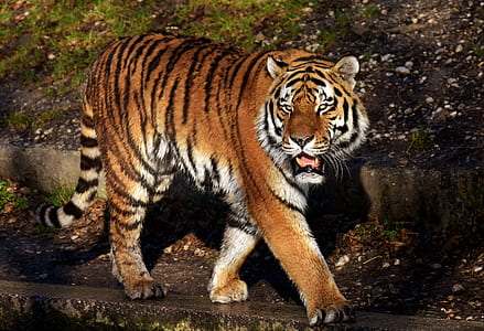 tiger walking on pathway during daytime thumbnail
