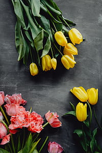Colorful flowers on grey background with copy space thumbnail