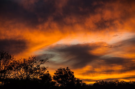 silhouette of trees thumbnail