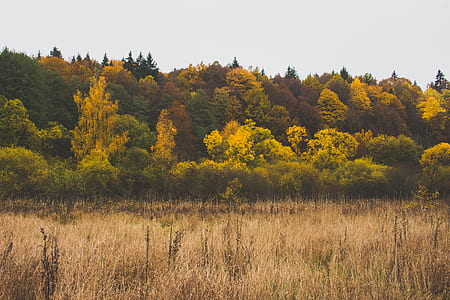 nature, forest, trees, grass thumbnail