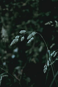 selective focus of green plant thumbnail