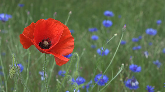 closeup photography of red flower thumbnail