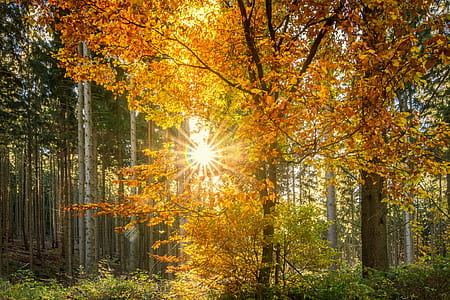 orange tree near green trees photo thumbnail