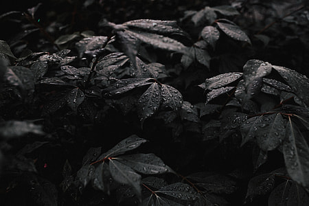 greyscale photography of water drops on leaves thumbnail