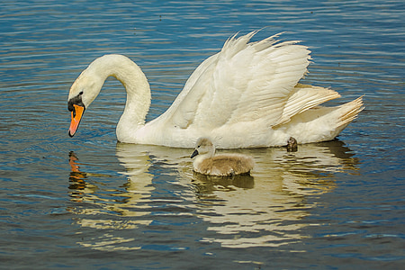 white goose on water thumbnail
