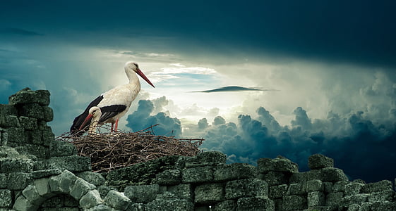 white bird standing on nest thumbnail