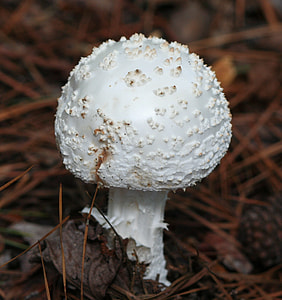 Mushroom, Amanita Muscaria Var Alba thumbnail