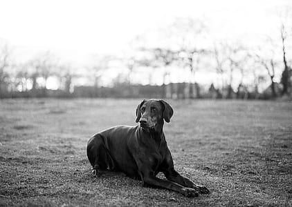grayscale photo of dog lying on grass thumbnail