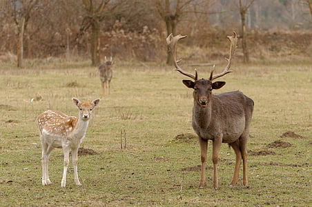 brown and beige deer on green field near trees at daytime thumbnail