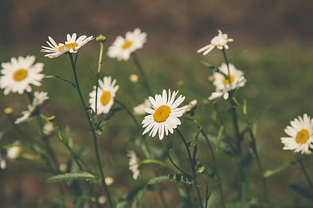 Depth Field Photography of White Petaled Flowers thumbnail