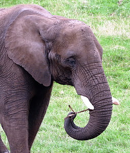 close-up photography of elephant thumbnail