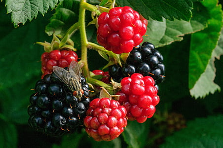 round red fruits thumbnail