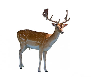 brown deer thumbnail