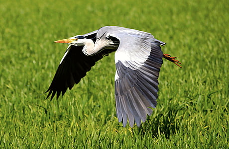 bird flying through green grasses thumbnail