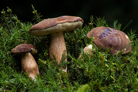 three brown mushrooms on green grass field thumbnail