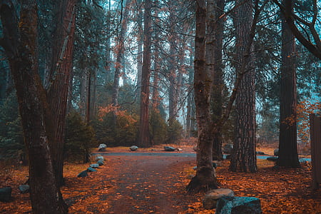 grey rocks in forest thumbnail