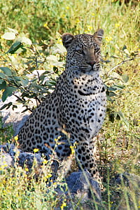 leopard sitting on stone near grass thumbnail