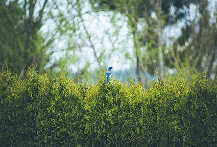 photo of yellow and white bird perching on grass thumbnail
