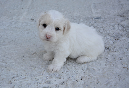 white puppy sitting on gray concrete surface close-up photo thumbnail