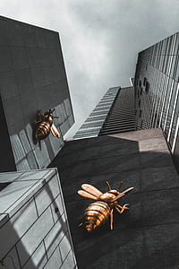 two brass-colored hornet on wall of building low angle photography thumbnail