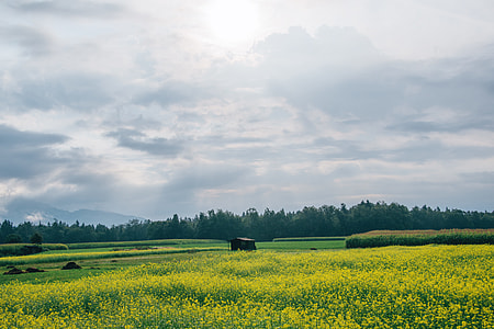 field of plants near plants thumbnail