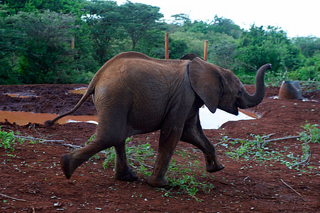 black elephant calf walking on brown soil near green leaves tree during daytime thumbnail