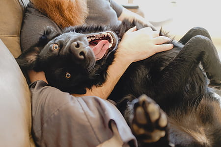 man holding black German shepherd sitting on sofa inside the room thumbnail