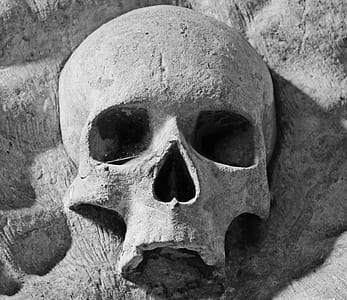 gray skull on top of rock thumbnail