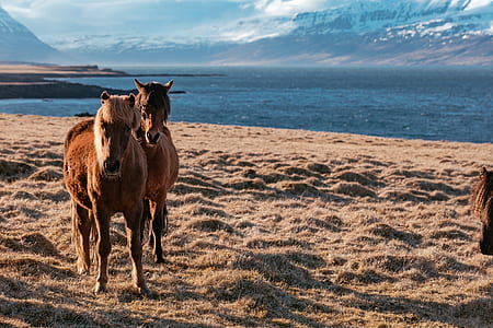 two brown horses on sand near body of water thumbnail