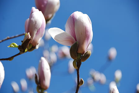 pink-and-white flowers thumbnail