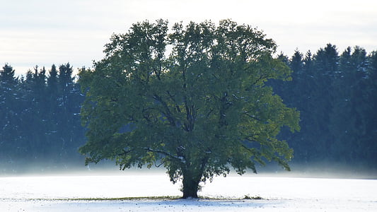 green tree surrounded with snow at daytime thumbnail