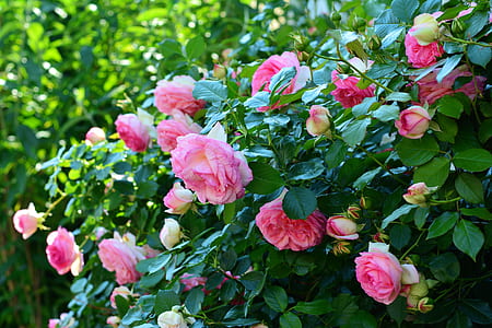 photo of pink roses thumbnail