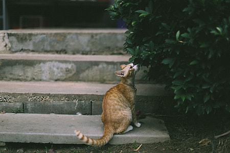 orange tabby cat smelling the leaf of the plant thumbnail