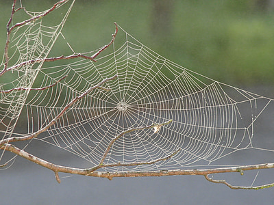 macro photography of spiderweb thumbnail
