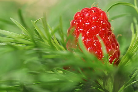 close-up photo of red raspberry fruit thumbnail