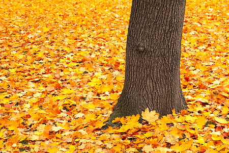 dried maple leaves on ground thumbnail