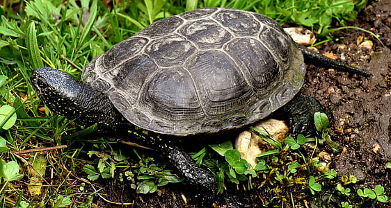black and gray turtle crawling on ground thumbnail