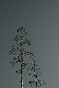 two black bare trees thumbnail