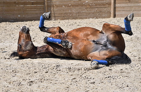 brown horse lying on brown soil during daytime thumbnail