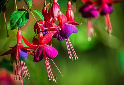shallow focus photography of purple flowers thumbnail