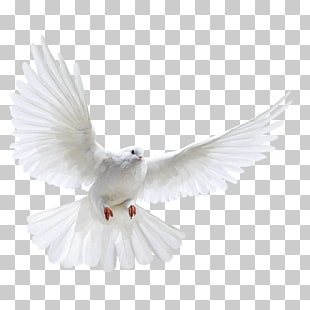 Columbidae Bird Photography, A white dove wings, white dove PNG clipart