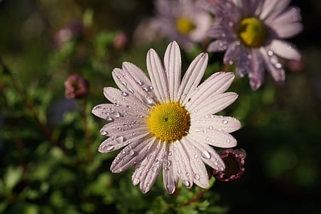 tilt shift photo of white daisy thumbnail