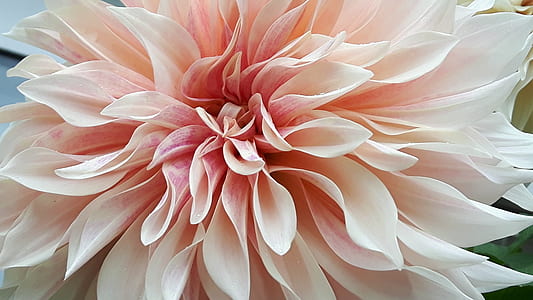 selective focus photography of pink Dahlia flower thumbnail
