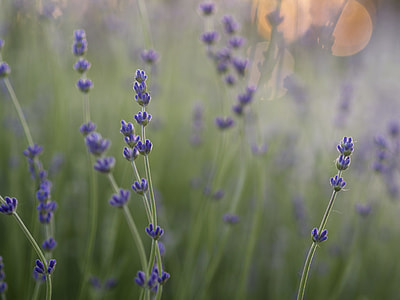 purple flower field during day thumbnail