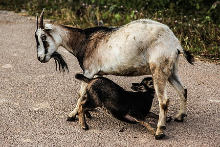 white goat with kid under its tummy thumbnail