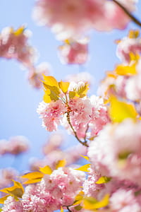 pink-petaled flower thumbnail