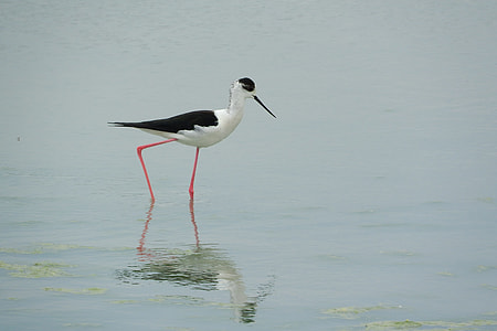 Pisila Stilt, Himantopus Himantopus thumbnail
