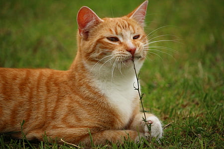 shallow focus photography of orange tabby cat eating piece of grass thumbnail